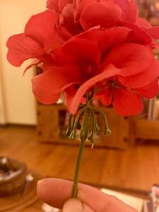 16729104_1462605100448672_69033625095034521_n